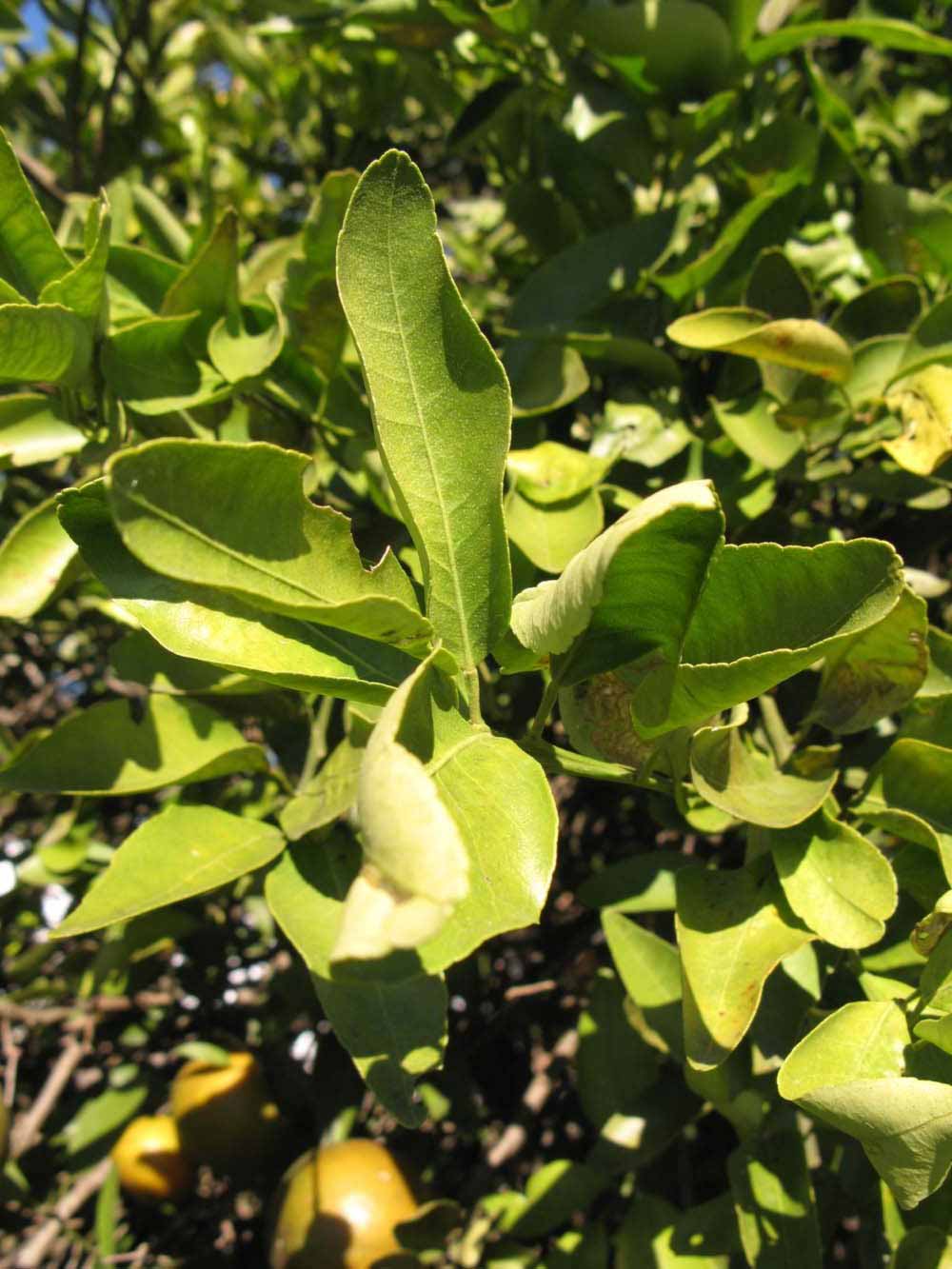            Sun leaves (Winter Haven, FL)   